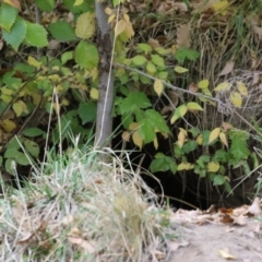 Vulpes vulpes at Point Hut to Tharwa - 3 May 2024