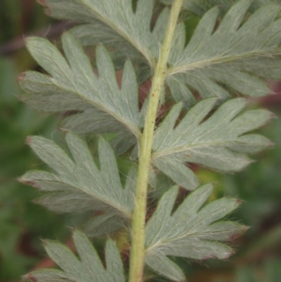 Acaena x ovina (Sheep's Burr) at The Pinnacle - 30 Apr 2024 by pinnaCLE