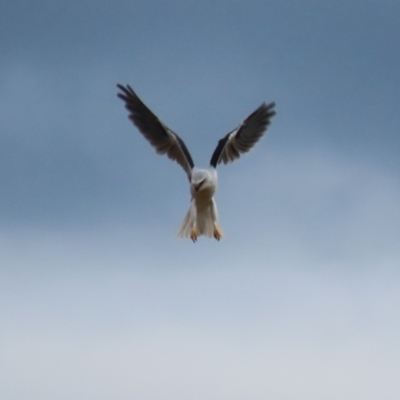 Elanus axillaris (Black-shouldered Kite) at Point Hut to Tharwa - 3 May 2024 by RodDeb