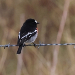 Petroica boodang (Scarlet Robin) at The Pinnacle - 27 Apr 2024 by AlisonMilton