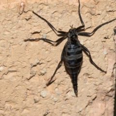 Boreoides subulatus (Wingless Soldier Fly) at Higgins, ACT - 28 Apr 2024 by AlisonMilton