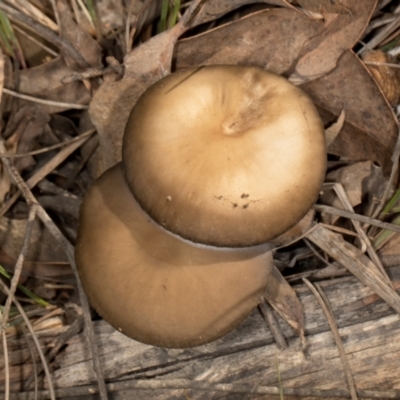 Oudemansiella gigaspora group (Rooting Shank) at Gundaroo, NSW - 1 May 2024 by AlisonMilton