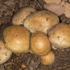 Unverified Cap on a stem; gills below cap [mushrooms or mushroom-like] at MTR591 at Gundaroo - 1 May 2024 by AlisonMilton