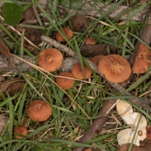 Unidentified Cap on a stem; gills below cap [mushrooms or mushroom-like] at suppressed by AlisonMilton