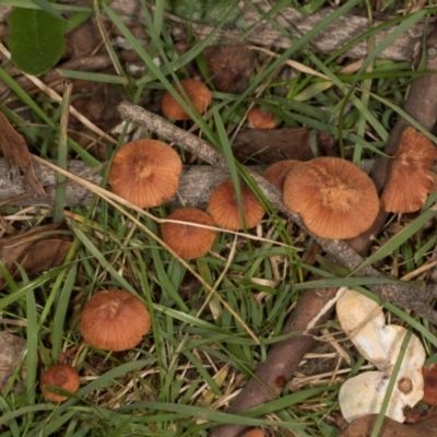 Unidentified Cap on a stem; gills below cap [mushrooms or mushroom-like] at suppressed - 1 May 2024 by AlisonMilton