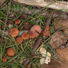 Laccaria sp. at MTR591 at Gundaroo - 1 May 2024