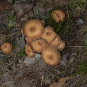 Laccaria sp. at MTR591 at Gundaroo - 1 May 2024