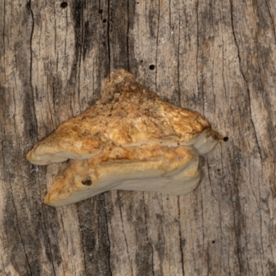 Truncospora ochroleuca at Gundaroo, NSW - 1 May 2024 by AlisonMilton