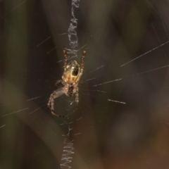 Plebs eburnus (Eastern bush orb-weaver) at MTR591 at Gundaroo - 1 May 2024 by AlisonMilton