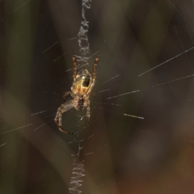 Plebs eburnus (Eastern bush orb-weaver) at MTR591 at Gundaroo - 1 May 2024 by AlisonMilton