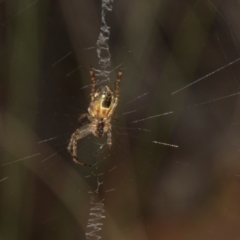 Unidentified Orb-weaving spider (several families) at Gundaroo, NSW - 1 May 2024 by AlisonMilton