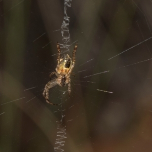 Unidentified Orb-weaving spider (several families) at Gundaroo, NSW by AlisonMilton