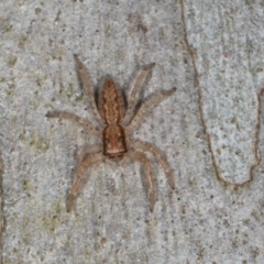 Helpis minitabunda (Threatening jumping spider) at Gundaroo, NSW - 1 May 2024 by AlisonMilton