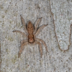 Helpis minitabunda (Threatening jumping spider) at MTR591 at Gundaroo - 1 May 2024 by AlisonMilton