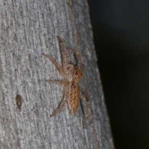 Helpis minitabunda at MTR591 at Gundaroo - 1 May 2024