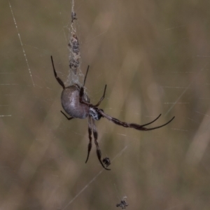 Trichonephila edulis at MTR591 at Gundaroo - 1 May 2024