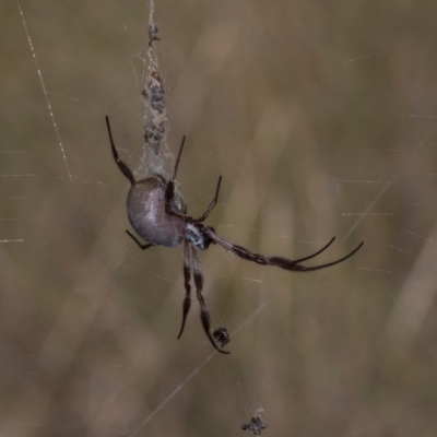 Trichonephila edulis (Golden orb weaver) at Gundaroo, NSW - 1 May 2024 by AlisonMilton