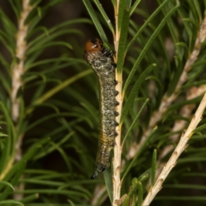 Pterygophorinae (subfamily) at Scullin, ACT - 29 Apr 2024