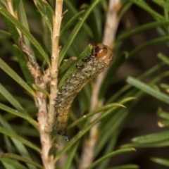 Pterygophorinae (subfamily) at Scullin, ACT - 29 Apr 2024