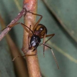 Camponotus consobrinus (Banded sugar ant) at Scullin, ACT by AlisonMilton