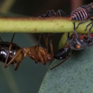 Camponotus consobrinus at Scullin, ACT - 29 Apr 2024