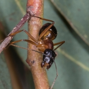 Camponotus consobrinus at Scullin, ACT - 29 Apr 2024 03:03 PM