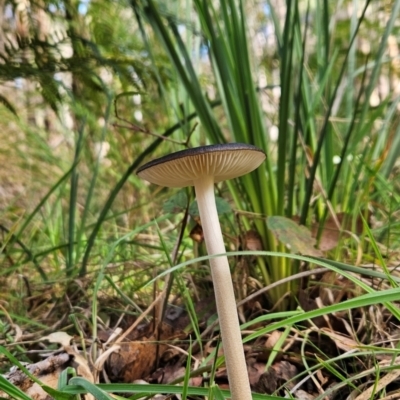 Oudemansiella 'radicata group' (Rooting shank) at Uriarra Village, ACT - 3 May 2024 by BethanyDunne