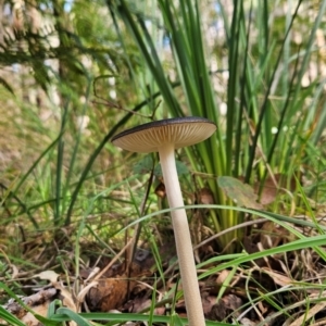 Unidentified Cap on a stem; gills below cap [mushrooms or mushroom-like] at suppressed by BethanyDunne