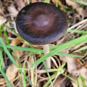 Oudemansiella gigaspora group at Lower Cotter Catchment - 3 May 2024