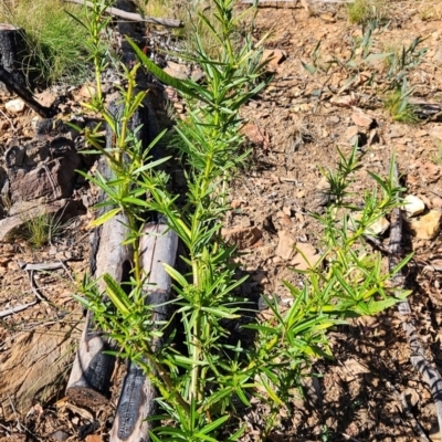 Solanum vescum (Green Kangaroo Apple) at Lower Cotter Catchment - 3 May 2024 by BethanyDunne