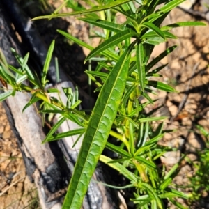 Solanum vescum at Lower Cotter Catchment - 3 May 2024 10:04 AM