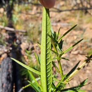 Solanum vescum at Lower Cotter Catchment - 3 May 2024 10:04 AM