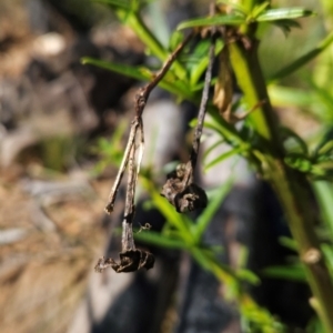 Solanum vescum at Lower Cotter Catchment - 3 May 2024 10:04 AM