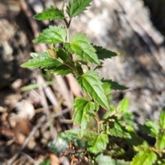 Veronica grosseserrata (A Speedwell) at Uriarra Village, ACT - 3 May 2024 by BethanyDunne