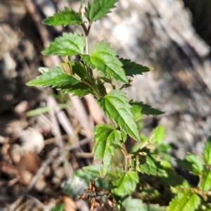 Veronica grosseserrata at Lower Cotter Catchment - 3 May 2024 10:28 AM