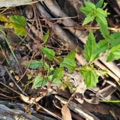 Veronica grosseserrata at Lower Cotter Catchment - 3 May 2024 10:28 AM