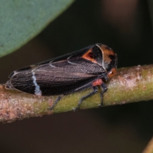 Eurymeloides lineata at Scullin, ACT - 29 Apr 2024