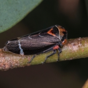 Eurymeloides lineata (Lined gumtree hopper) at Scullin, ACT by AlisonMilton