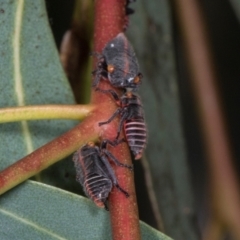 Eurymeloides lineata at Scullin, ACT - 29 Apr 2024