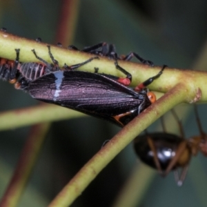 Eurymeloides lineata at Scullin, ACT - 29 Apr 2024