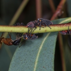 Eurymeloides lineata at Scullin, ACT - 29 Apr 2024