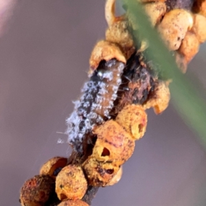 Coccinellidae (family) at Russell, ACT - 2 May 2024