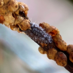 Coccinellidae (family) at Russell, ACT - 2 May 2024