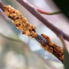 Coccinellidae (family) at Russell, ACT - 2 May 2024