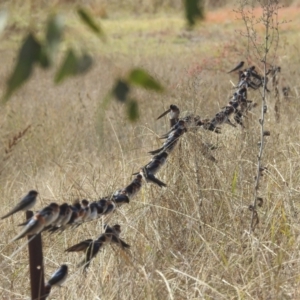 Hirundo neoxena at MCQ150: McQuoids Creek Large Dam - 3 May 2024