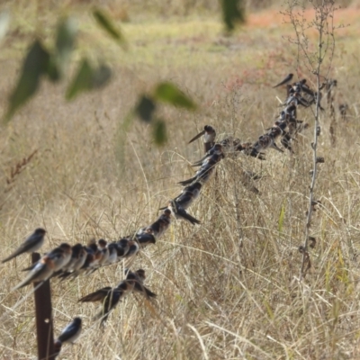 Hirundo neoxena (Welcome Swallow) at Lions Youth Haven - Westwood Farm - 3 May 2024 by HelenCross