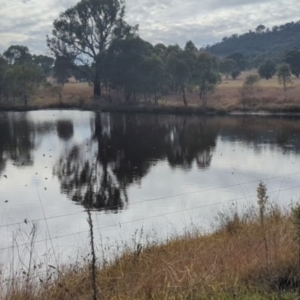 Hirundo neoxena at MCQ150: McQuoids Creek Large Dam - 3 May 2024