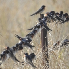 Hirundo neoxena at MCQ150: McQuoids Creek Large Dam - 3 May 2024