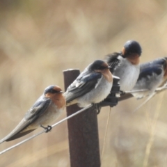 Hirundo neoxena at MCQ150: McQuoids Creek Large Dam - 3 May 2024