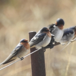 Hirundo neoxena at MCQ150: McQuoids Creek Large Dam - 3 May 2024